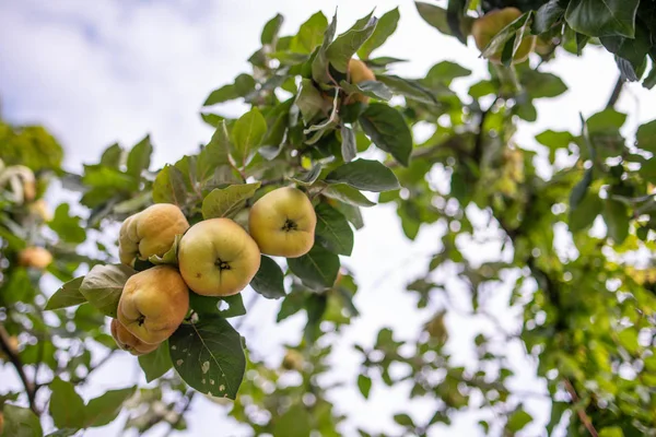 Yaz Bahçesinde Ağaçta Taze Yeşil Elmalar — Stok fotoğraf