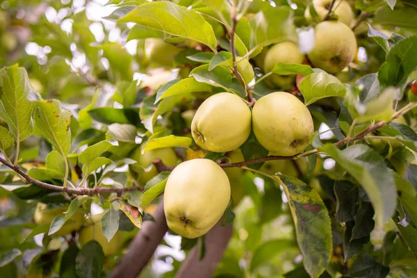 Fresh Ripe Green Apples Tree Summer Garden — Stock Photo, Image