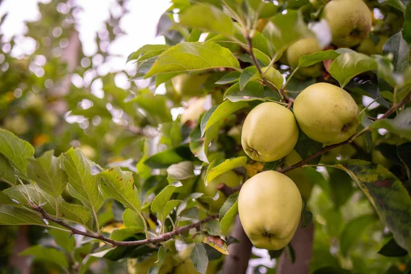 Arkaplanda Yeşil Yapraklı Elmalar — Stok fotoğraf