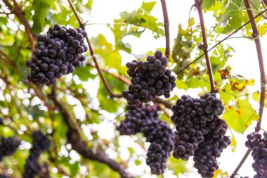 gün batımında şarap bahçedeki üzüm.