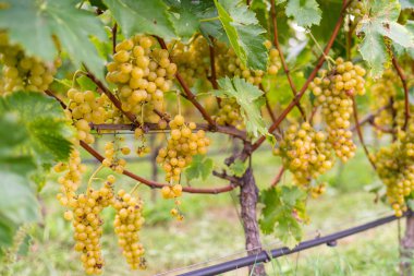 white grapes at vineyard on background clipart