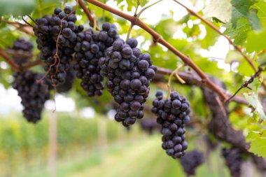 gün batımında şarap bahçedeki üzüm.