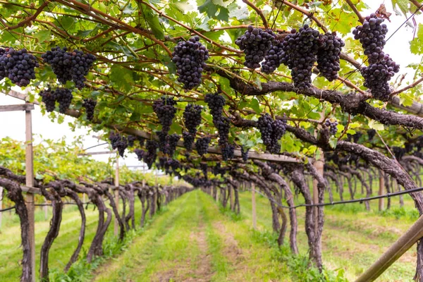 Winogron Wino Stoczni Zachodzie Słońca — Zdjęcie stockowe