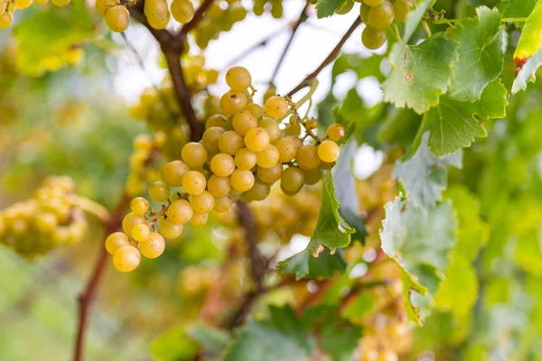 Białych Winogron Winnicy Tle — Zdjęcie stockowe