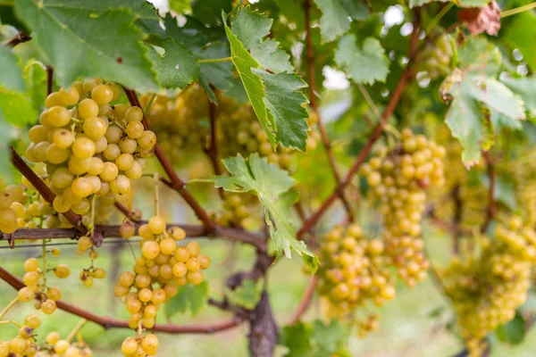 Raisins Blancs Vignoble Sur Fond — Photo