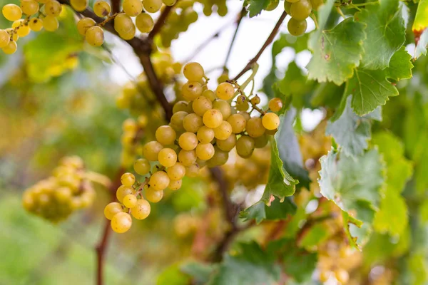 Białych Winogron Winnicy Tle — Zdjęcie stockowe