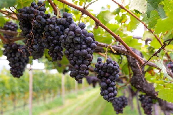 Winogron Wino Stoczni Zachodzie Słońca — Zdjęcie stockowe