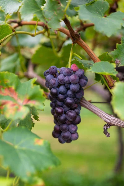 Gün Batımında Şarap Bahçedeki Üzüm — Stok fotoğraf