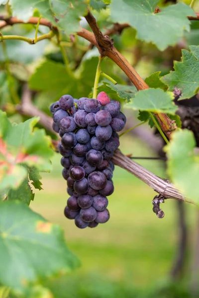 Raisin Dans Vignoble Coucher Soleil — Photo