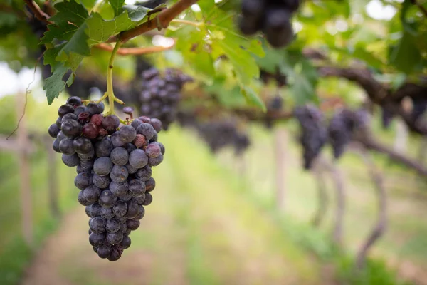 Raisin Dans Vignoble Coucher Soleil — Photo