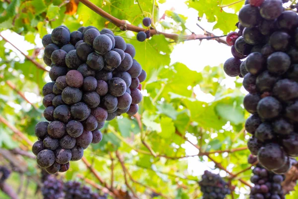 Druva Vin Gården Solnedgången — Stockfoto