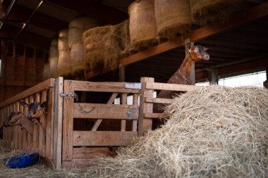 Arka planda keçiler olan bir ahırda.