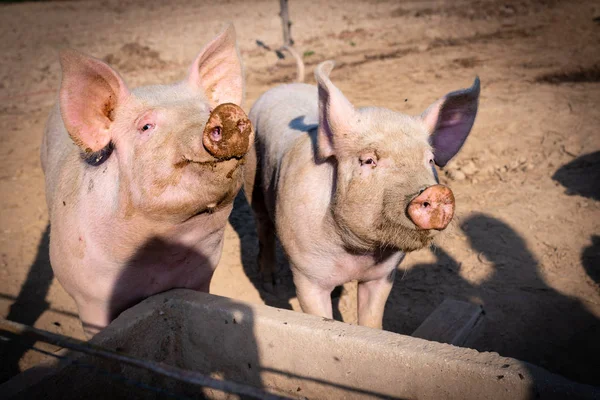 pig farm on an outdoor farm