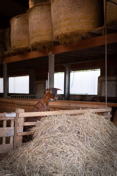 Een Schuur Met Geiten Achtergrond — Stockfoto