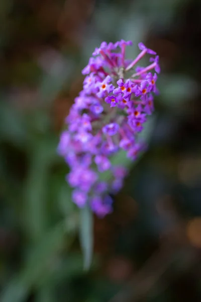 Fioletowy Kwiat Tle — Zdjęcie stockowe
