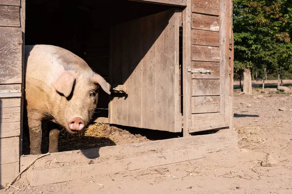 pig farm on an outdoor farm