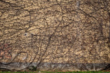 Gün batımında ekilmeye hazır bir tarlanın detayları 