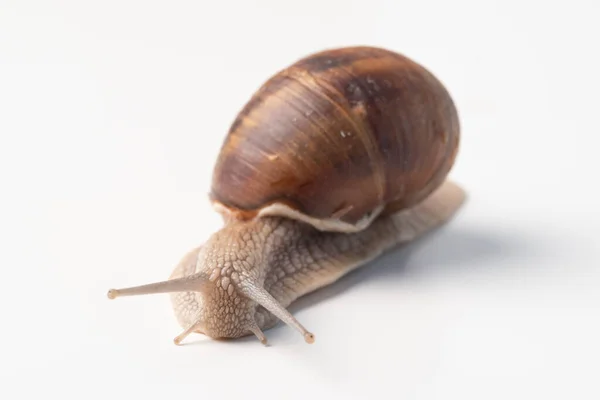 Primer Plano Caracol Sobre Fondo Blanco — Foto de Stock