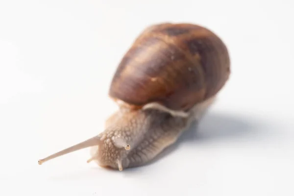 Caracol Sobre Fondo Blanco — Foto de Stock