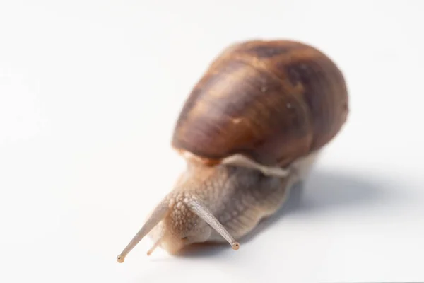 一只蜗牛在白色背景上的特写 — 图库照片