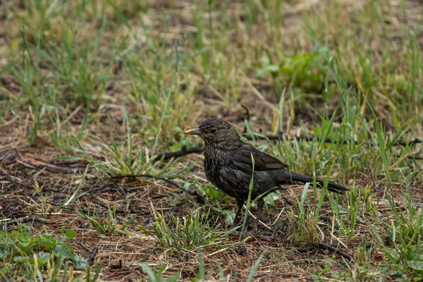 Amsel Gras — Stockfoto