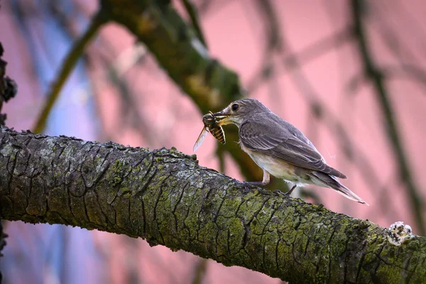 Bird Prey Forest — Stock Photo, Image