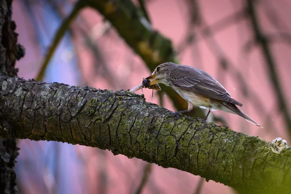 Ormanda Bir Kuş — Stok fotoğraf