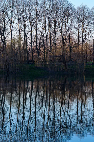 Reflectie Van Bomen Het Water — Stockfoto