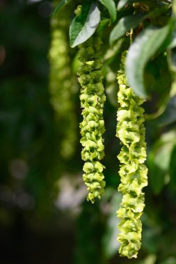 Ağaçta yapraklarla sallanan güzel bahar çiçekleri.