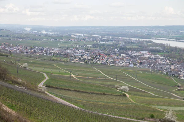 Rudesheim rhein Jerman — Stok Foto