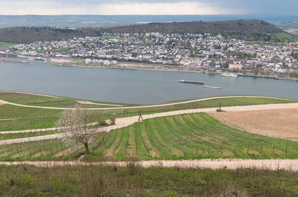 Rudesheim rhein Germany — Stok fotoğraf