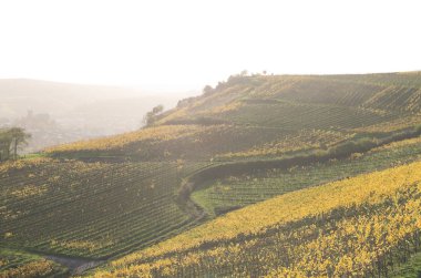 Rudesheim rhein Germany