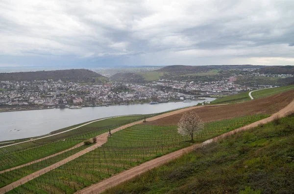 Rudesheim rhein Germany — Stock fotografie