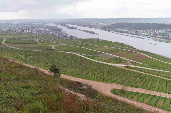 Rudesheim rhein Alemanha — Fotografia de Stock