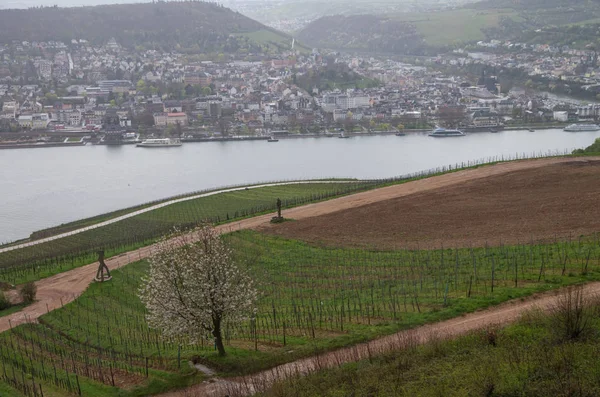 Rudesheim rhein Germany — Stockfoto