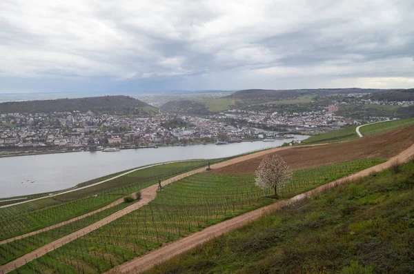 Rudesheim rhein Germany — Stockfoto