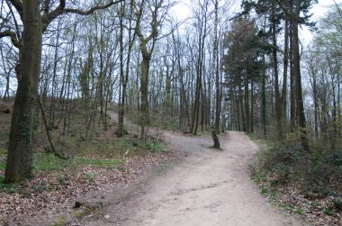 Almanya orman güzel doğa zemin ve açık havada