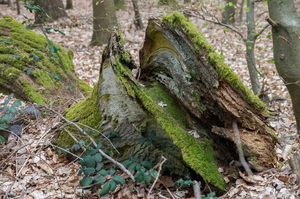 O musgo da floresta — Fotografia de Stock