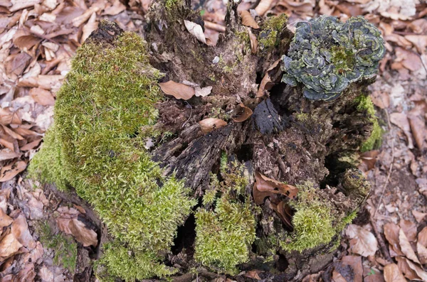苔の森 — ストック写真