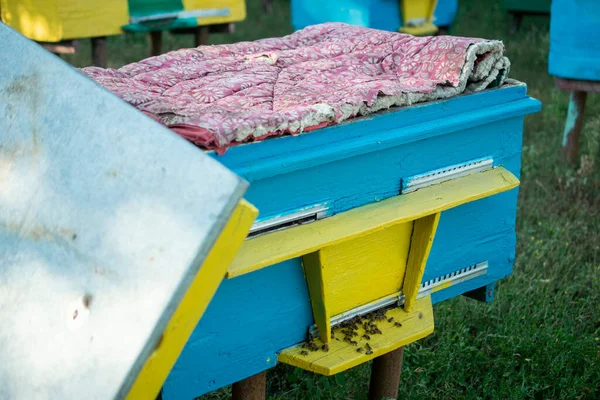 Colmena Madera Con Abejas Insectos Beneficiosos Apicultor — Foto de Stock