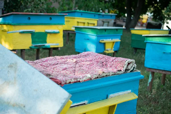 Drewniany Pszczołami Korzystne Owady Pszczelarz — Zdjęcie stockowe