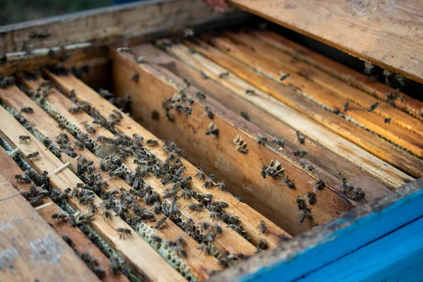 Houten Bijenkorf Met Bijen Heilzame Insecten Imker — Stockfoto