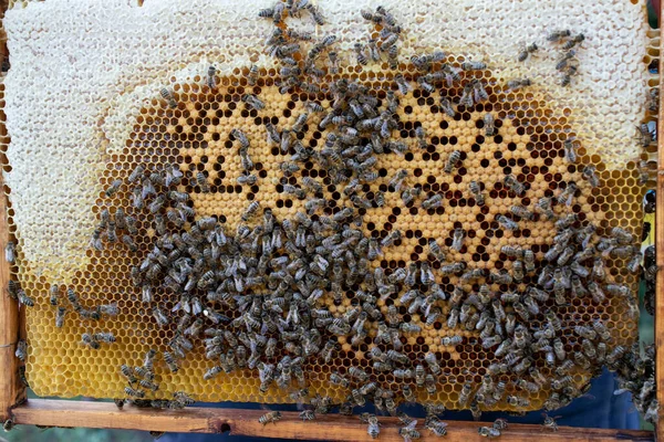 Bijenhouten Frame Met Bijen Honingraat Honingwas Cellen Veel Insecten — Stockfoto