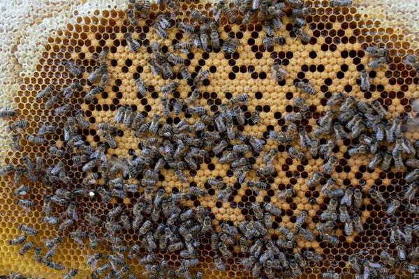 Arılı Ahşap Çerçeve Bal Peteği Balmumu Hücreleri Bir Sürü Böcek — Stok fotoğraf