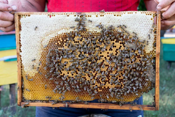 Bijenhouten Frame Met Bijen Honingraat Honingwas Cellen Veel Insecten — Stockfoto