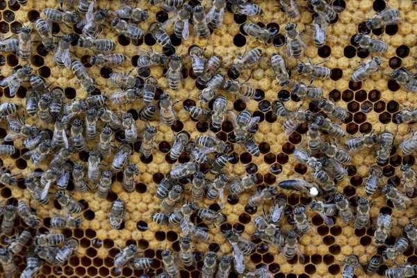Pszczoła Drewniana Rama Pszczół Plastra Miodu Komórki Wosku Miodowego Wiele — Zdjęcie stockowe