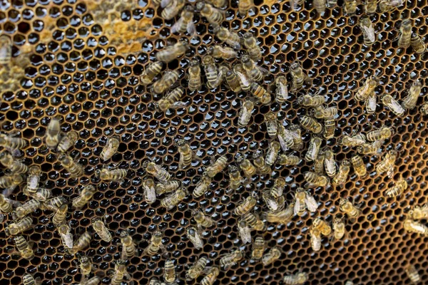 Bienenholzrahmen Mit Bienen Und Waben Honigwachszellen Viele Insekten — Stockfoto