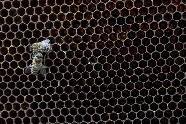 Moldura Abelha Com Favo Mel Células Cera Mel — Fotografia de Stock