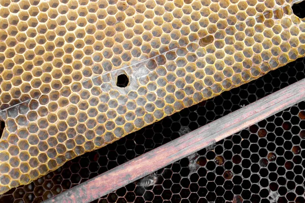 Bijenframe Met Honingraat Honingwas Cellen — Stockfoto