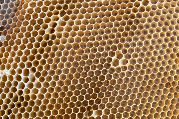 Бджолиний Каркас Медовою Паличкою Клітинами Медового Воску — стокове фото